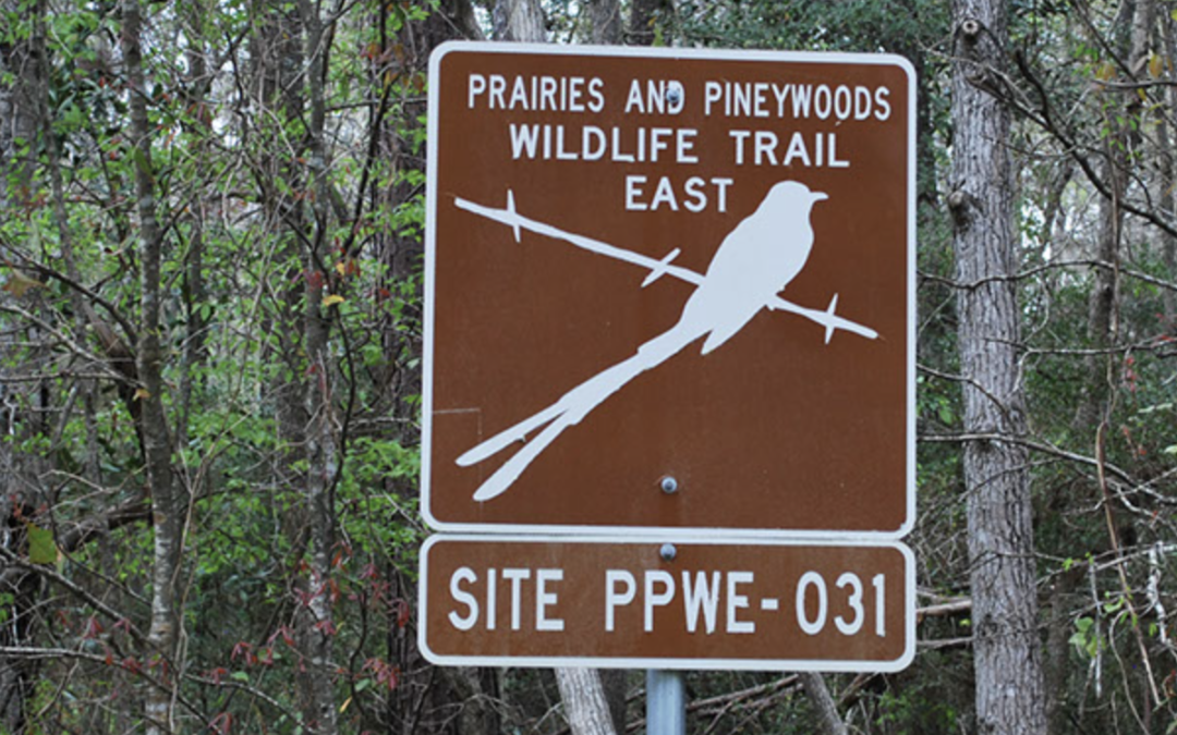 Sabine National Forest