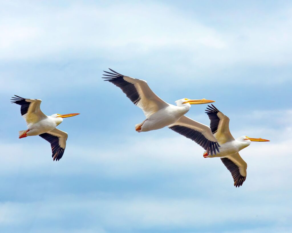 White pelicans as they fly over Toledo Bend in Sabine County, Texas. East Texas serves as a crucial stopover area for these birds as they migrate. They are often found in flocks, foraging in shallow waters or in flight.

Texas Forest Trail, by Janice Carter