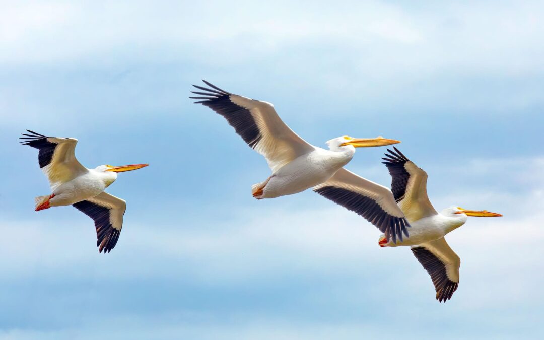 Pelican Migration